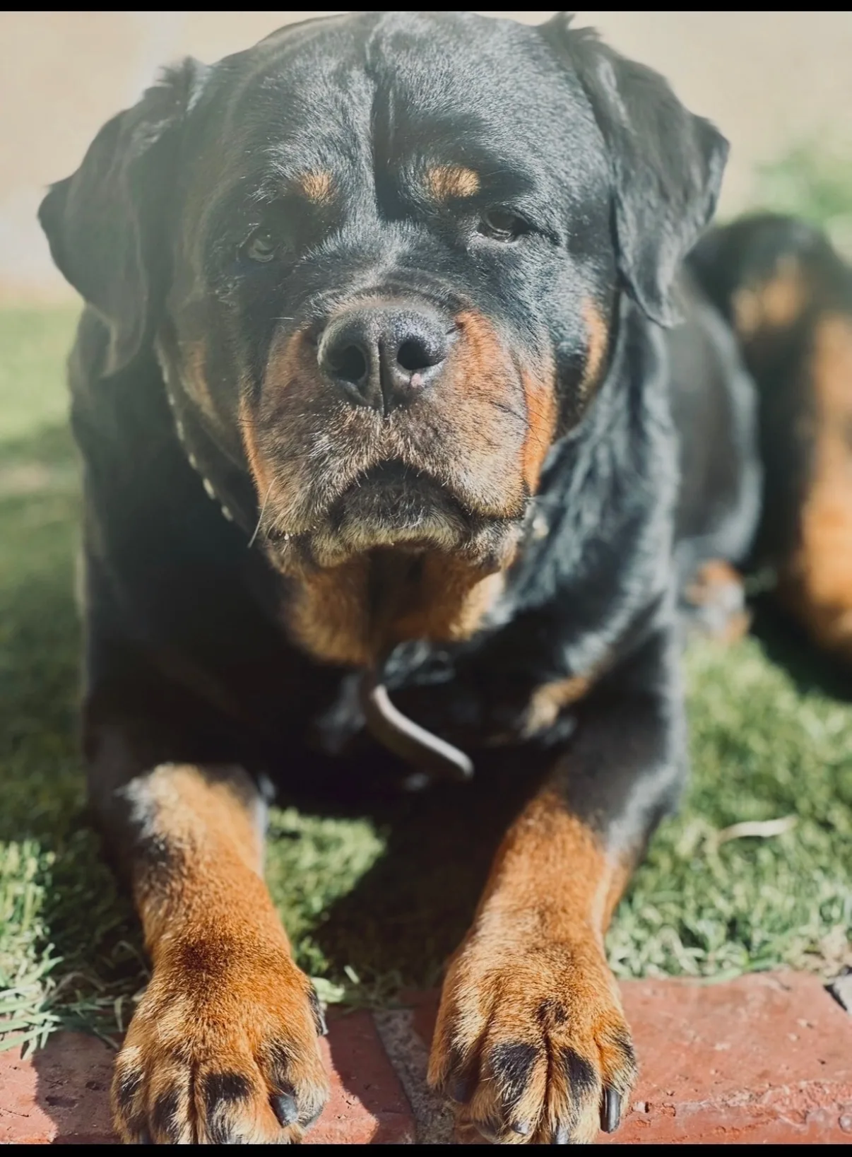 Taki — majestic adult Rottweiler showing structure and breed type