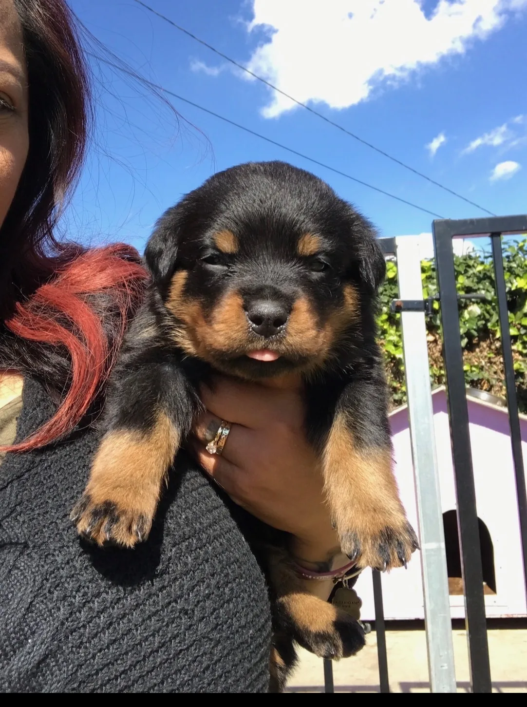Taki as a newborn puppy held lovingly by her breeder