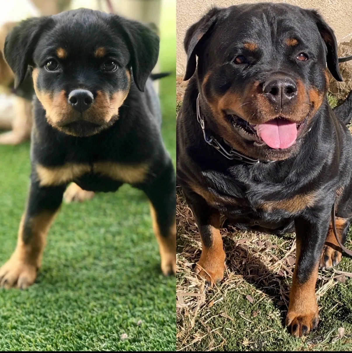 Taki — then as a Vom Banda Hause puppy and now as a beautiful grown Rottweiler